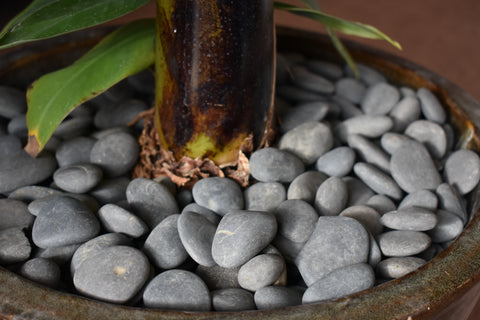 large pebbles for plant pots Black Pebble, 3/8" – Pebble Tile Mosaics